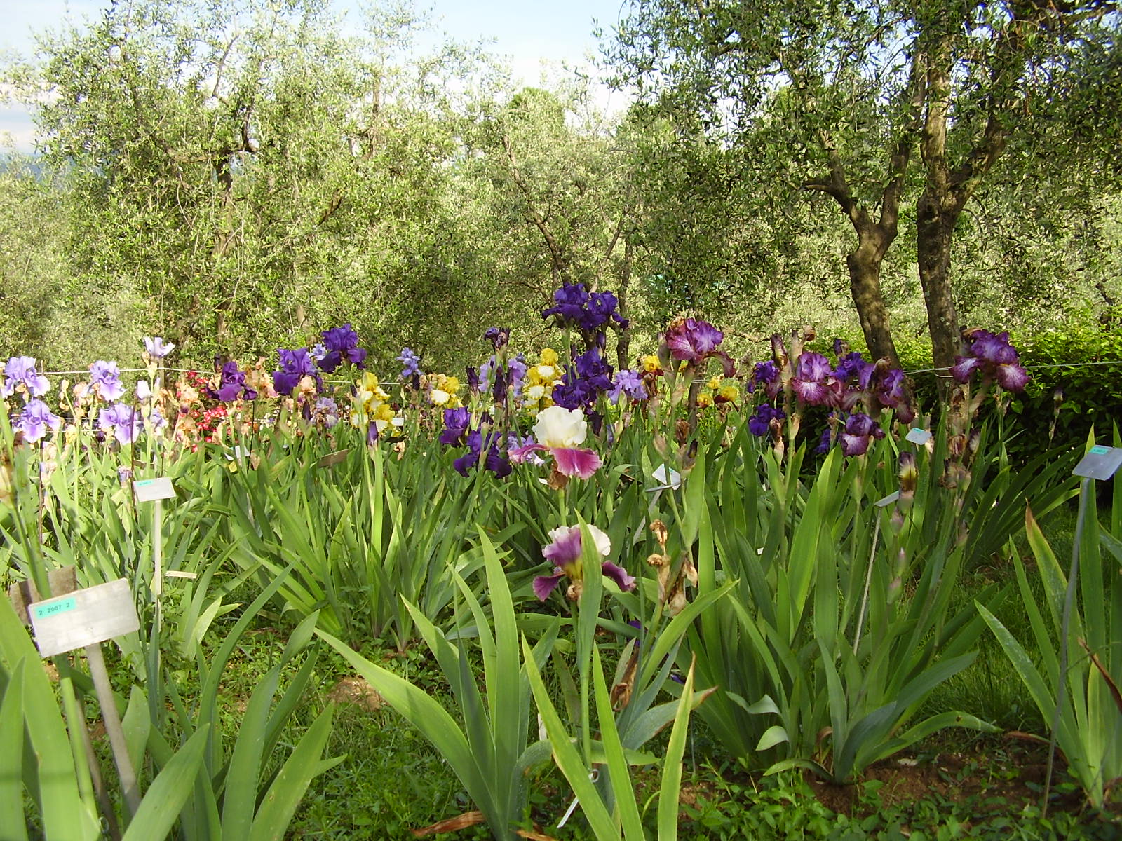 Florence Italy garden